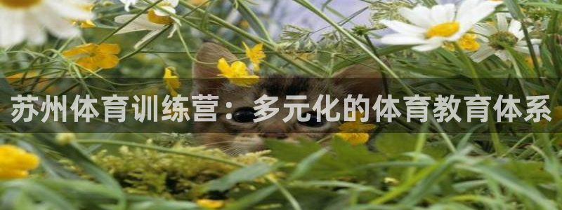 yy易游官网下载娱乐:苏州体育训练营:多元化的体育教育体系